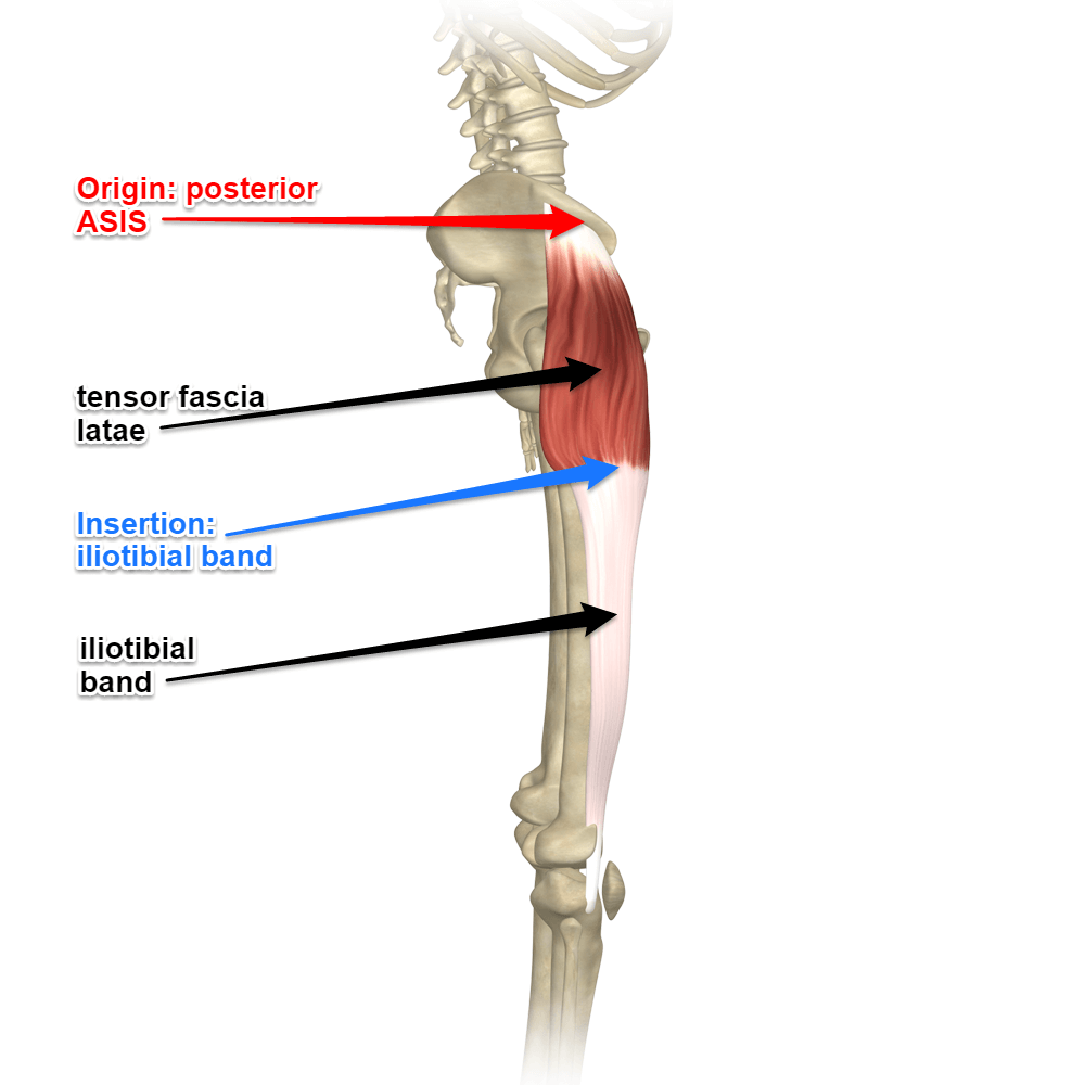 <p><strong>Origin</strong> = anterior iliac crest and anterior superior iliac spine.</p><p><strong>Insertion </strong>= iliotibial tract.</p><p><strong>Action </strong>= flexes and abducts thigh, and medially rotates hip.</p><p></p><p>Steadies trunk on thigh by making iliotibial tract taut</p>