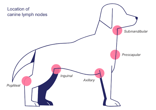 <p>Lymphoma (Clinical Presentation)</p>