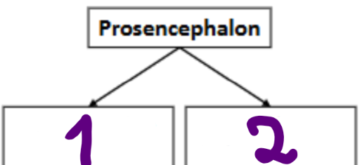 <p>Prosencephalon- develops into the (2) D</p>