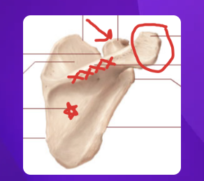 <p>what bony landmark is circled?</p>