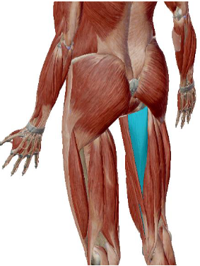 <p>what muscle is this</p>