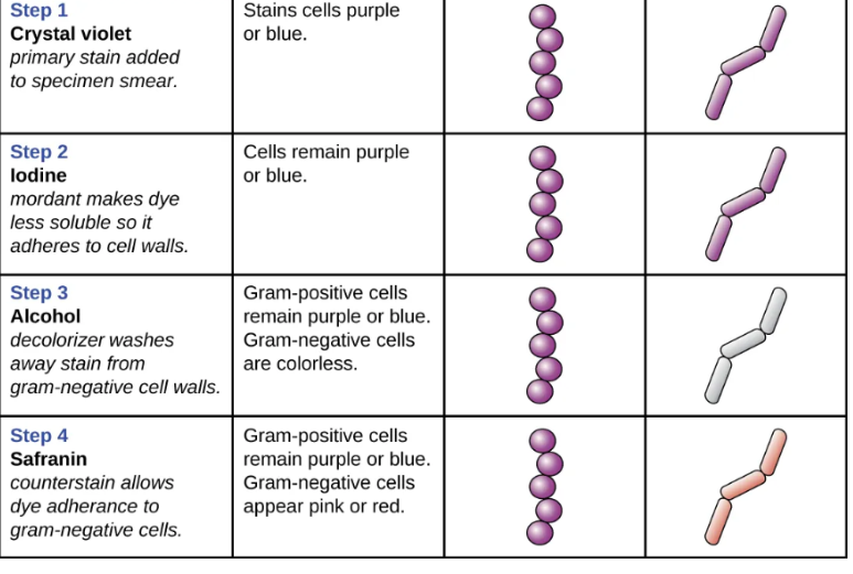 <p><span style="background-color: transparent;">A staining procedure with multiple steps developed by Danish microbiologist Hans Christian Gram in 1884 as a method to distinguish between bacteria with different types of cell walls.</span></p><ol><li><p><span style="background-color: transparent;">A primary stain called crystal violet is applied to a head-fixed smear, giving cells a purple color</span></p></li><li><p><span style="background-color: transparent;">A mordant (substances used to set or stabilize stains or dyes) called Gram’s iodine is added to make the stain clump and stay contained in thick layers of peptidoglycan in the cell walls</span></p></li><li><p><span style="background-color: transparent;">A decolorizing agent is added to wash the dye out of cells with thinner peptidoglycan layers, making them colorless</span></p></li><li><p><span style="background-color: transparent;">A counterstain, usually safranin, is added, staining the decolorized cells pink and is less noticeable in cells that contain crystal violet dye.</span></p></li></ol><p></p>
