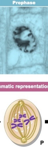 <p>chromosomes become visible distinct structures</p>