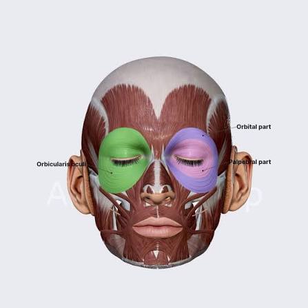 <p>Function: closes eye: pulls skin around eye (blinking and squinting)</p>