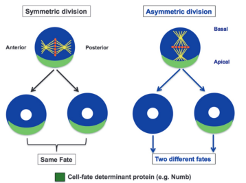 <p>The positioning of the mitotic spindle during cytokinesis can change if a determinant is split between or goes to one daughter cell.</p>