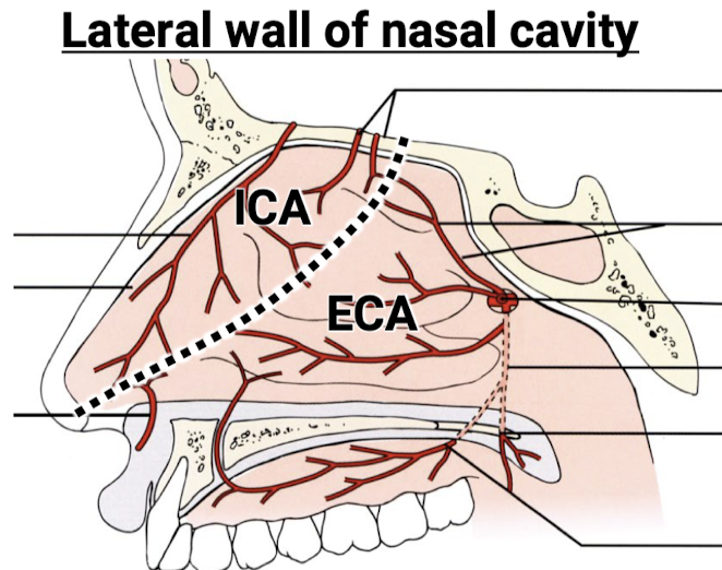<p>Know the blood supply to the lateral nasal wall. Know from which major/distributing arteries these smaller arteries derive from.</p>