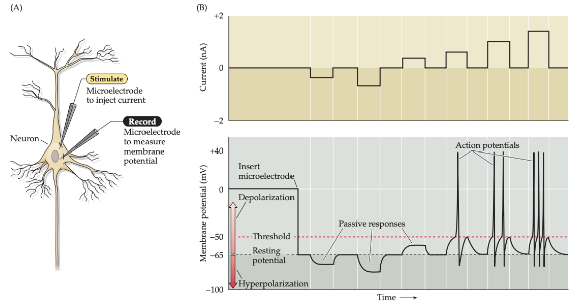 <ul><li><p><span style="background-color: transparent;"><span>Positive membrane deflections</span></span></p></li><li><p><span style="background-color: transparent;"><span>If current delivered makes membrane potential more positive (depolarization) -> once reach threshold potential an action potential occurs</span></span></p></li></ul><p></p>