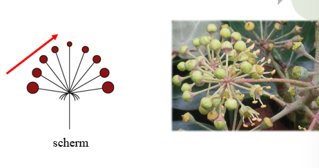 <p>Racemeuze bloeiwijze: <span><strong>:</strong> De steeltjes van de bloemen (= stralen) hebben allemaal een gemeenschappelijk aanhechtingspunt. De bloemen langs de rand zijn het oudst, en deze in het midden zijn het jongst. Omdat de bloeiwijze dus doorgroeit naar het midden wordt dit gezien als een racemeuze bloeiwijze</span></p>