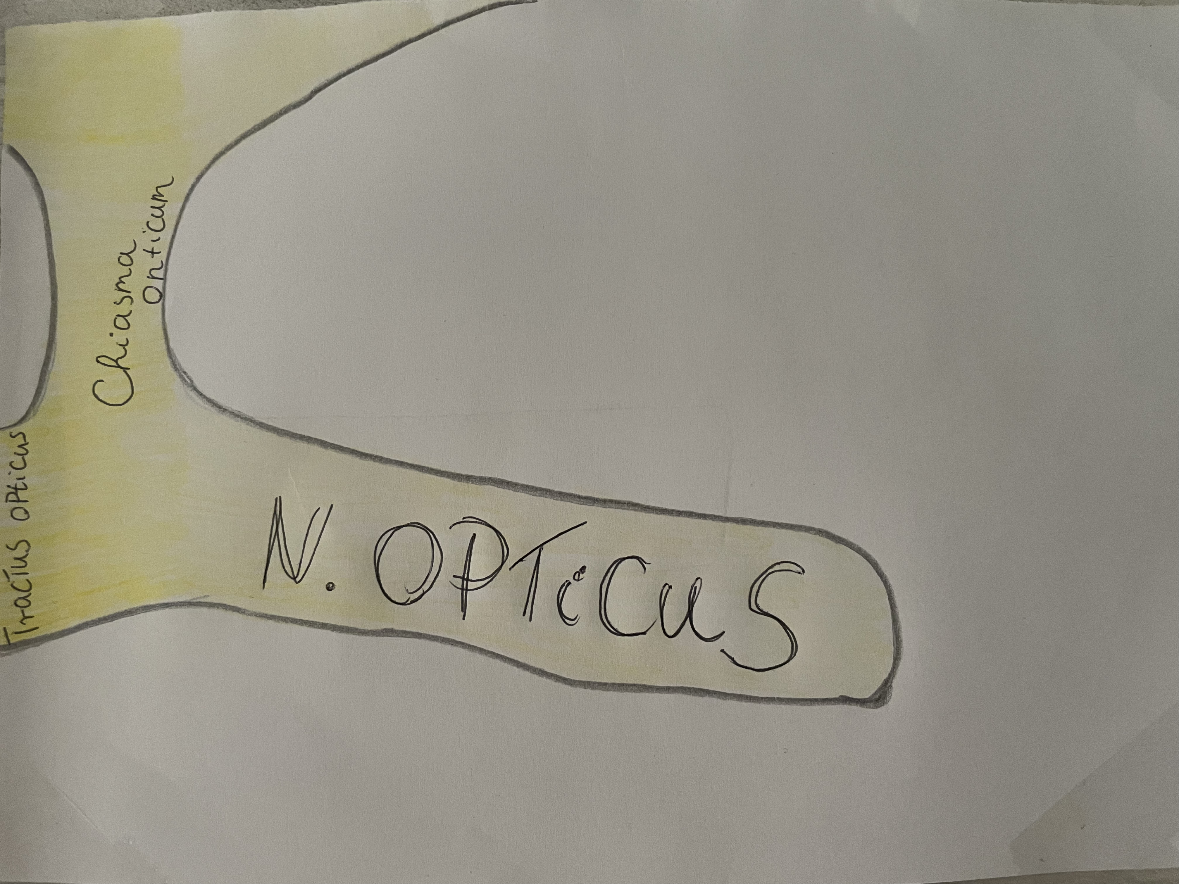 <p>látó átkereszteződés</p>