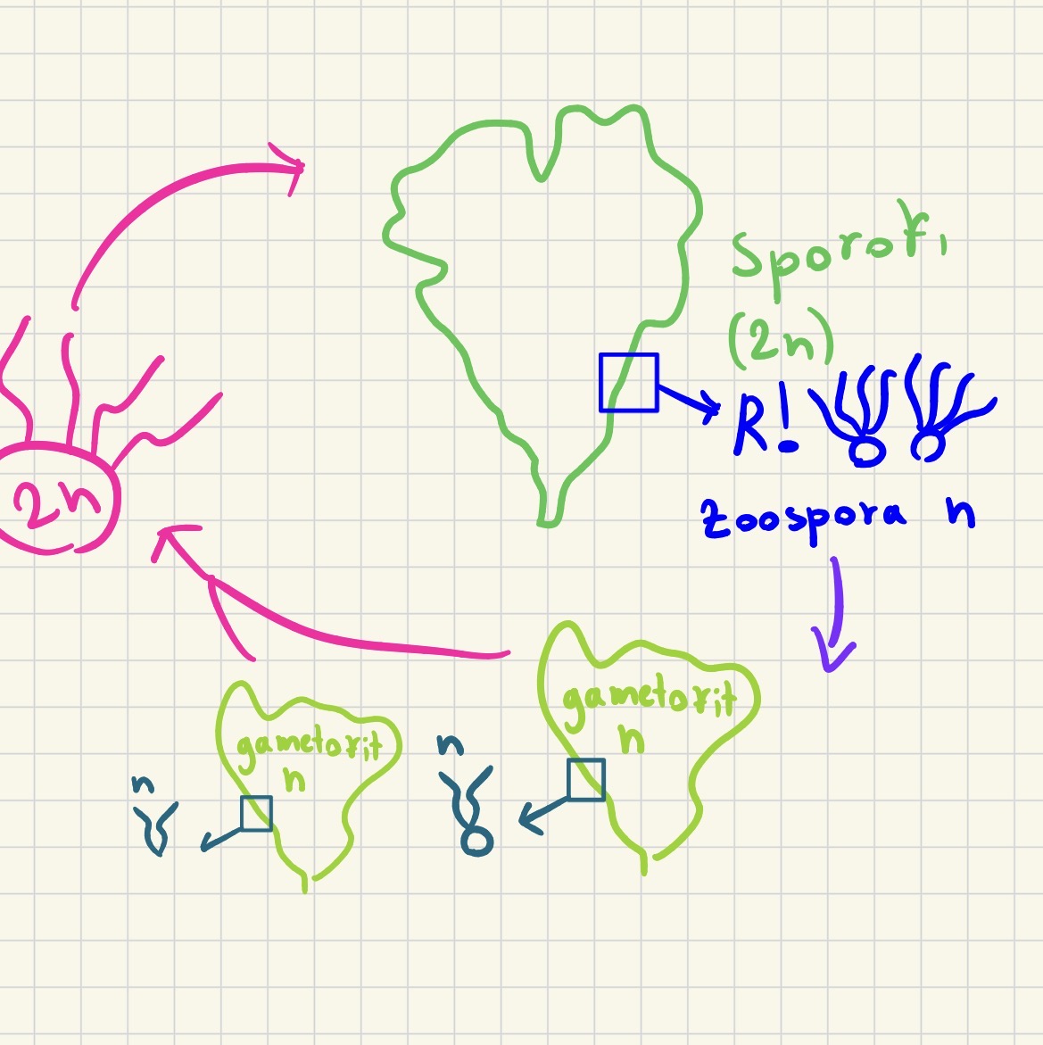 <p>Deblo : zelene alge - chlorophyta</p><p>Razred: ulvophyceae</p><p>Rod ulva = morska solata</p><p></p>