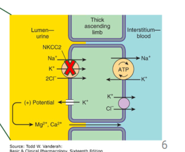 <p>loop diuretic that blocks NKCC in thick ascending limb </p><p>ONLY IN PATIENTS WITH HEART FAILURE OR CHRONIC KIDNEY DISEASE</p>