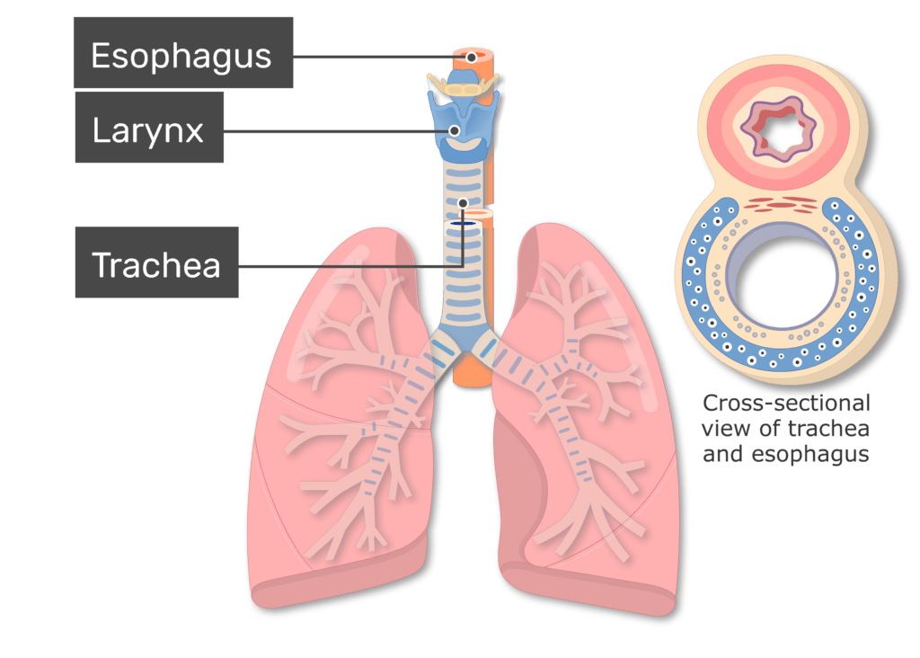 <ul><li><p>Main airway that extends from larynx and branches into bronchi.</p></li></ul><ul><li><p>Lined with cilia</p></li><li><p>Windpipe</p></li></ul><p></p>