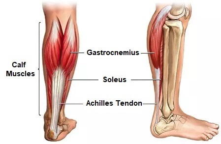 <p><mark data-color="#2c3079" style="background-color: rgb(44, 48, 121); color: inherit;">Posterior:</mark> Gastrocnemius/soleus → plantar flexes foot.</p>