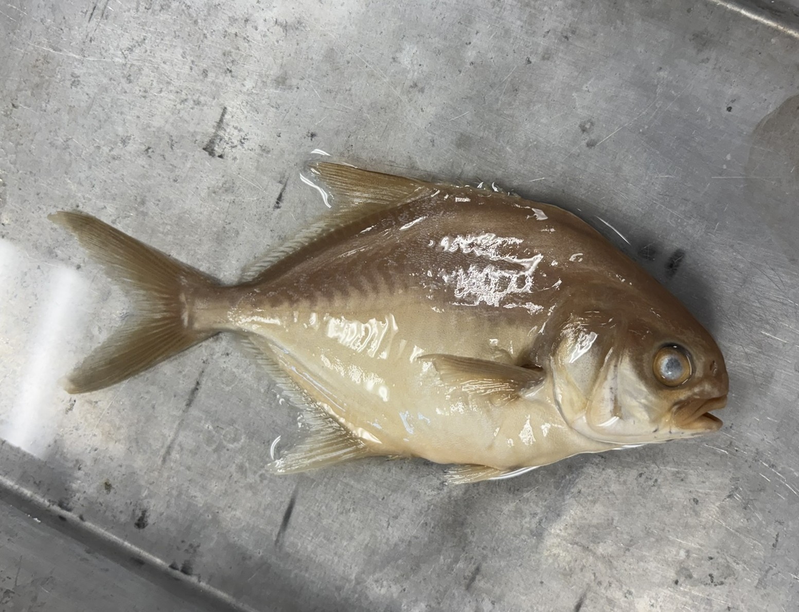 <p>Family Carangidae (jacks) - <em>Trachinotus carolinus </em></p>