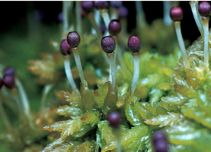 <p>what is this - what species - what kind of agent</p>