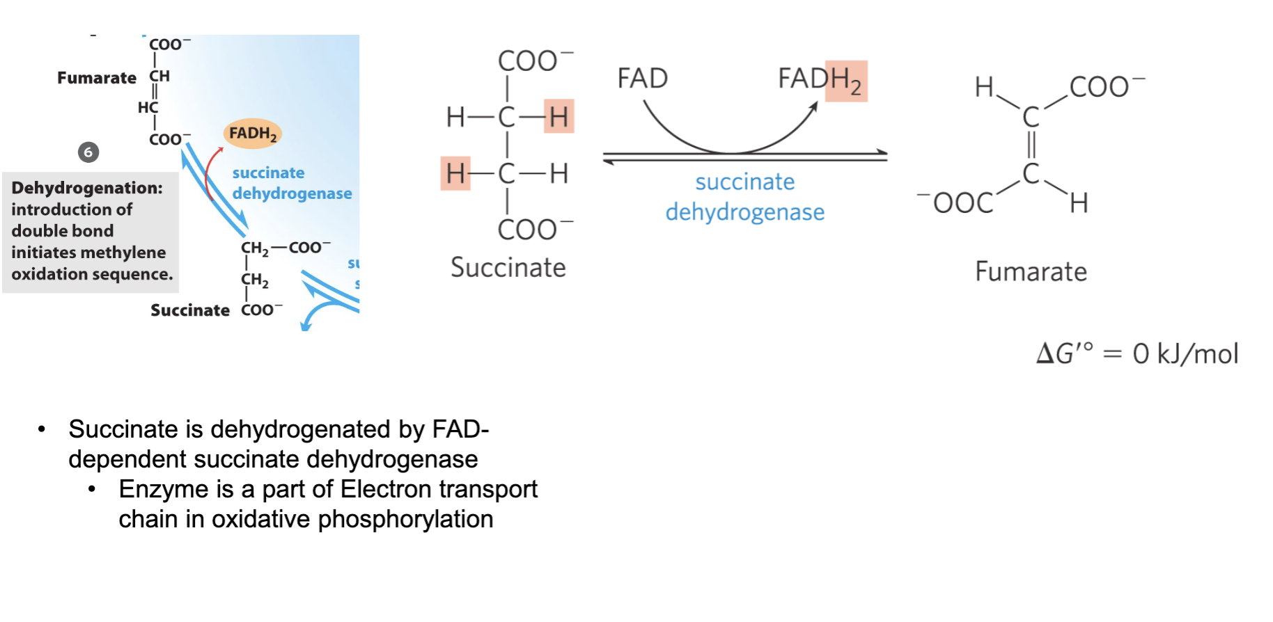 <p>Stereospecific reaction, removing pro-S</p><p>hydrogen from one carbon and pro-R</p><p>hydrogen from the other </p><p></p>