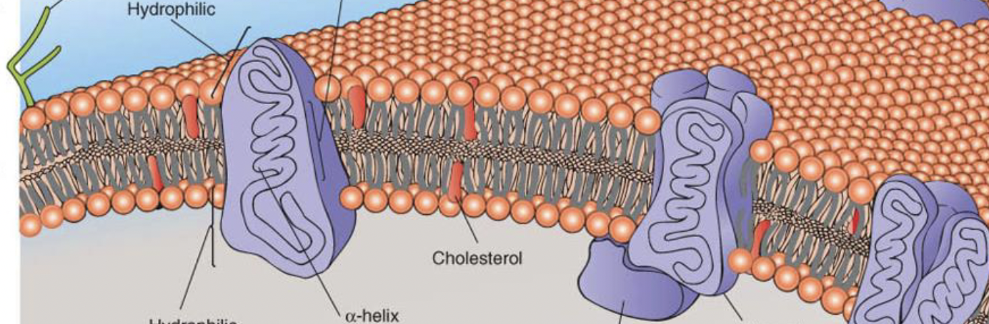 <p>This is an image of the plasma membrane: the channel that spans the phospholipid bilayer is the _ protein, while the darker one that only spans part of it is the _ protein. </p>