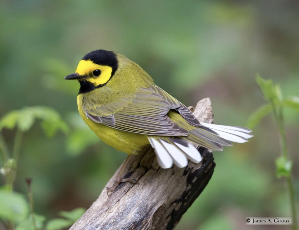 <p>Common name<br>Family</p>