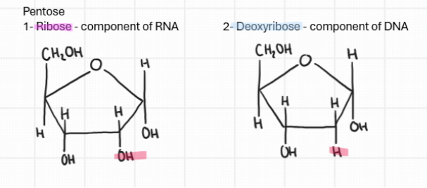 <ul><li><p>ribose - a component of RNA C<sub>5</sub>H<sub>10</sub>O<sub>5</sub></p></li><li><p>deoxyribose - a component of DNA C<sub>5</sub>H<sub>10</sub>O<sub>4</sub></p></li></ul><p></p>