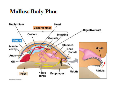 <p>basic mollusk body plan</p>