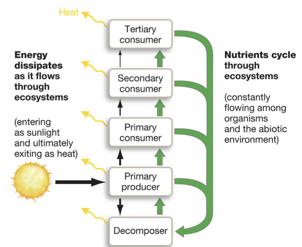<p>it shows how energy moves from autotrophs through other organisms in the form of biomass</p><ul><li><p>energy lost at each step</p></li></ul><p></p>