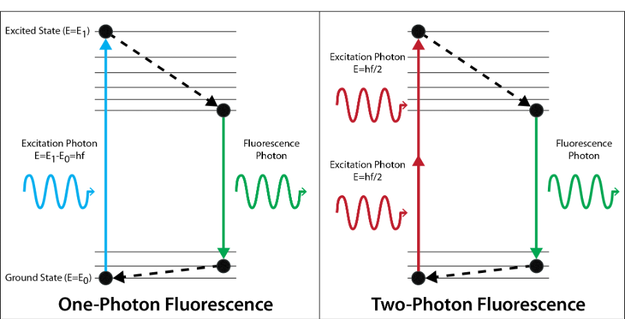 <ul><li><p>improves resolution in z by only exciting fluorophore where beams of light / photons cross paths </p></li><li><p>2 longer photon beams energy adds up to that of one shorter photon</p></li></ul><p></p>