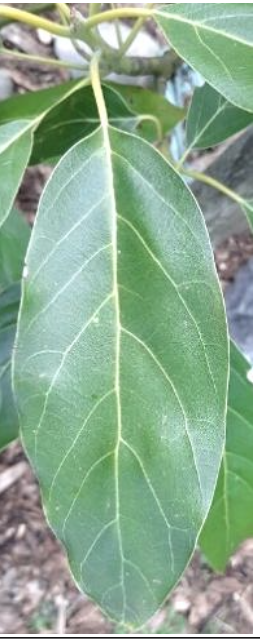 <p><strong>Plant family:</strong> Lauraceae<br><strong>Life cycle:</strong> Perennial<br><strong>Key persistence / spread:</strong> Grafting onto seedling rootstocks<br><strong>Farming systems:</strong> Orchards</p><p> How to identify</p><p>This is an evergreen tree with a dense, rounded canopy. Growth is upright when young, later spreading as branches thicken.</p><p>Leaves are large, leathery, and glossy, usually oval to lance‑shaped with smooth margins. Leaves persist year‑round and drop gradually rather than seasonally.</p><p>Small greenish flowers are produced in large numbers, opening in distinct male and female phases. Most flowers do not develop into fruit.</p><p>Fruits are large and pear‑shaped to round, hanging individually from branches rather than in clusters.</p>