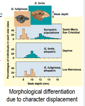 <p>type of niche partitioning that occurs only where two species occur together</p><p>the 2 spp differ only when together; when alone, they exhibit the same characteristics</p><p>e.g. Darwin’s finches, morphological differentiation (beak sizes)</p><p>(see example 14.17 in book: chipmunk spp. in mountain ranges)</p>