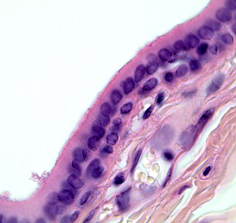 <p>tissue function </p>