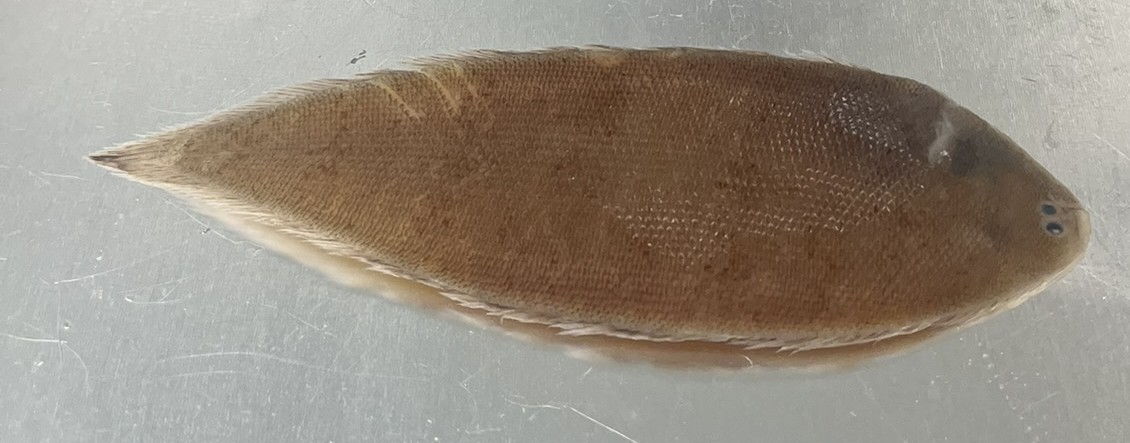 <p>Family Cynoglossidae (tonguefishes) - <em>Symphurus plagiusa</em></p>