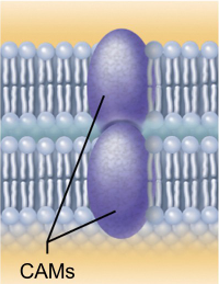 <p>Hook together in various kinds of cellular junctions</p><p>Provide temporary binding sites that guide cell migration and other cell-to-cell interactions (CAMs are cell adhesion molecules)</p>