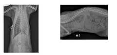 <p>Describe your findings</p>