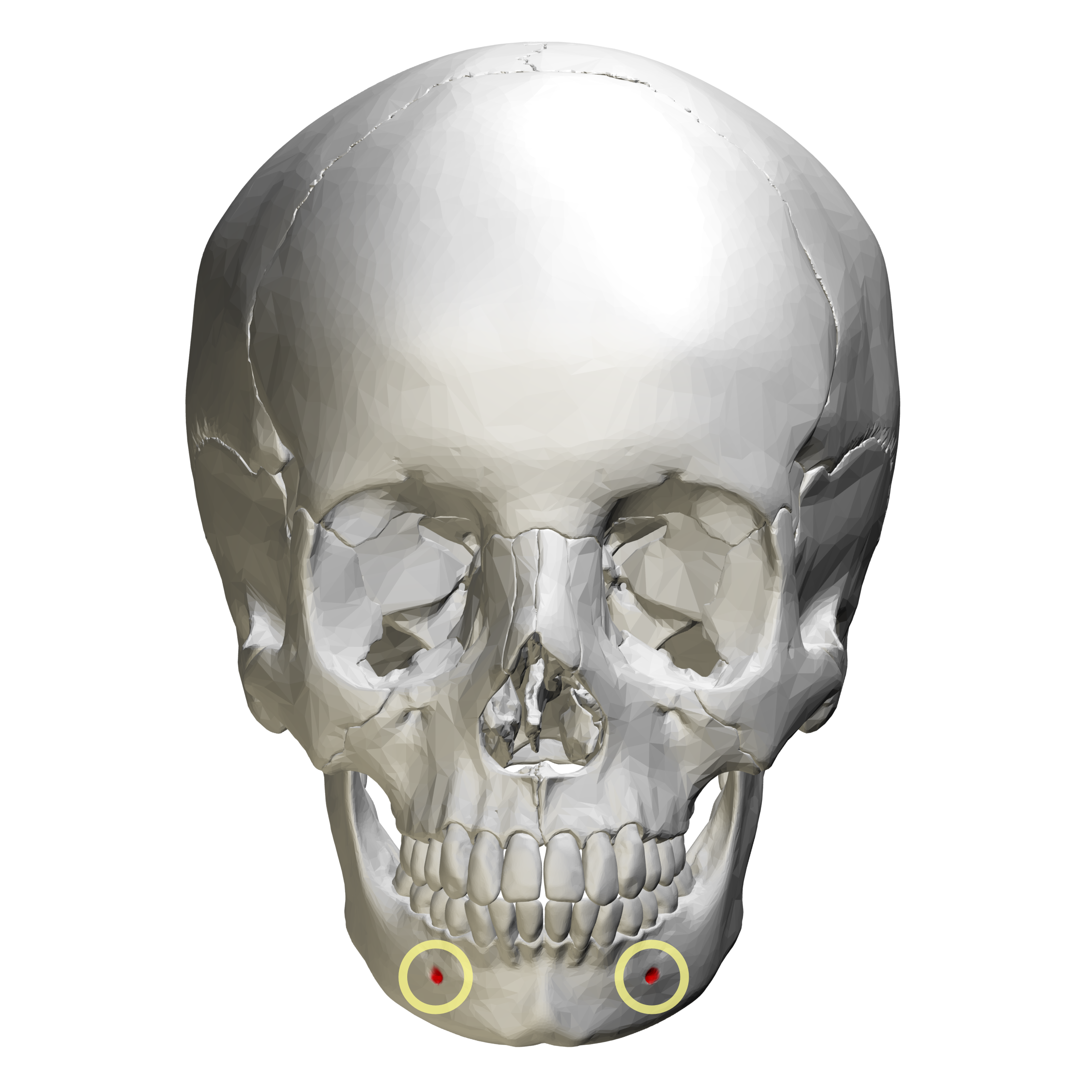 <p>Identify this bony marking.</p>