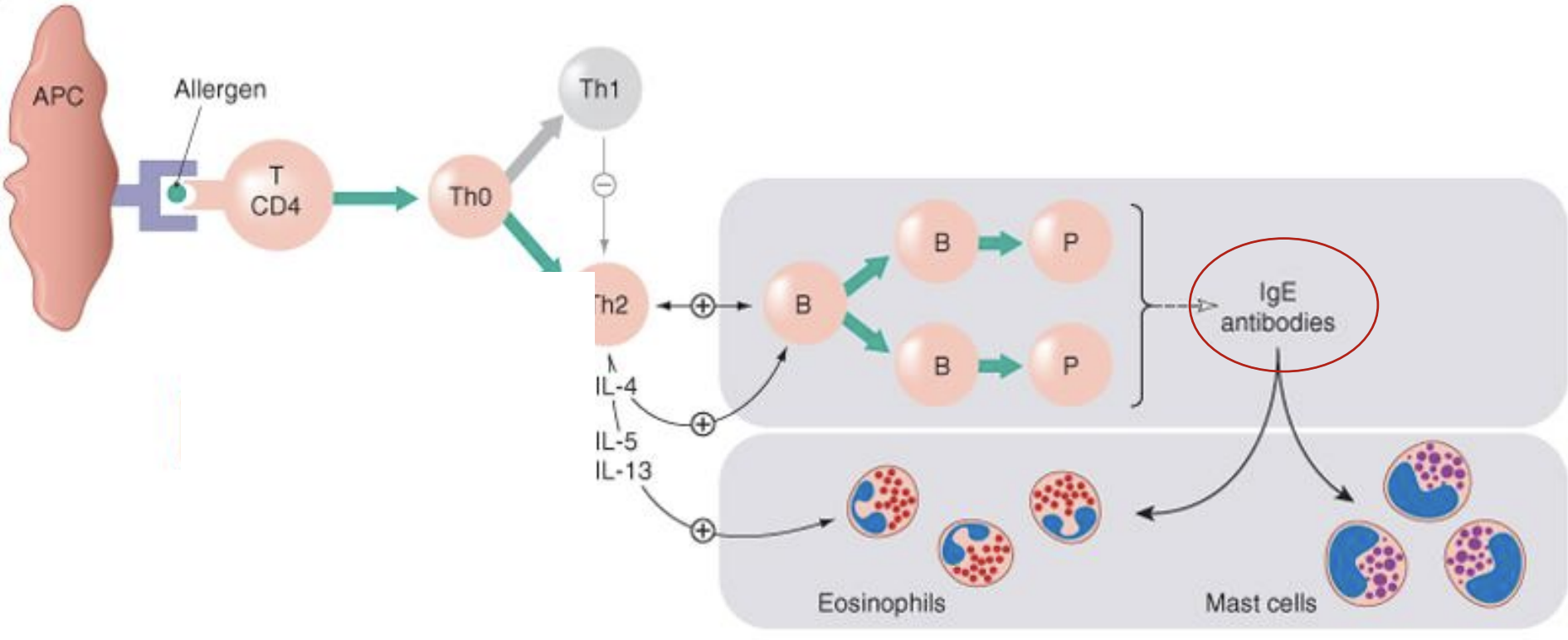 <p>What are the steps of the Type I hypersensitivity pathway?</p>