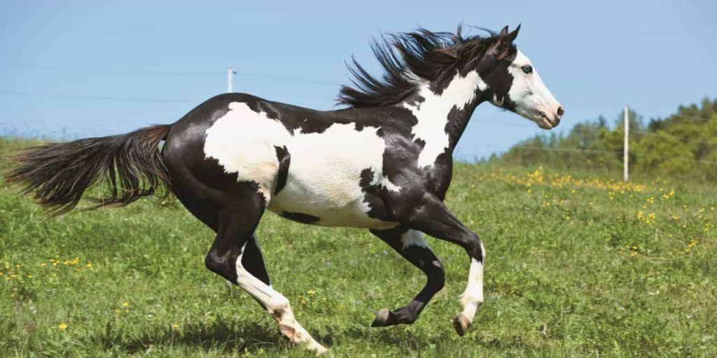 <p>What is a piebald?</p>