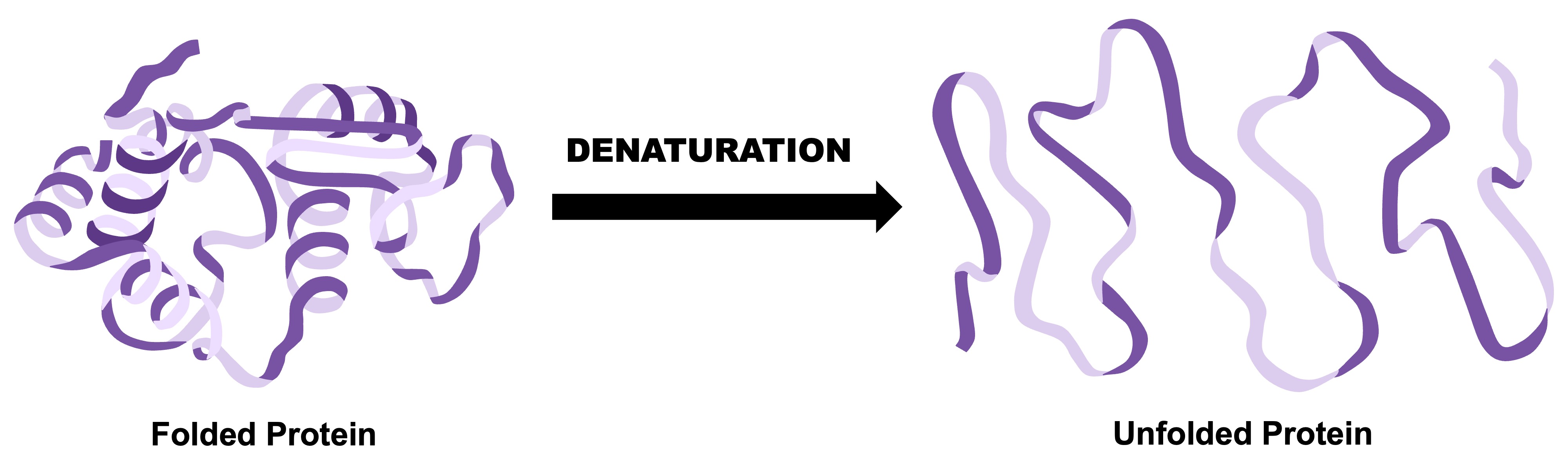 <p>Denaturation </p>