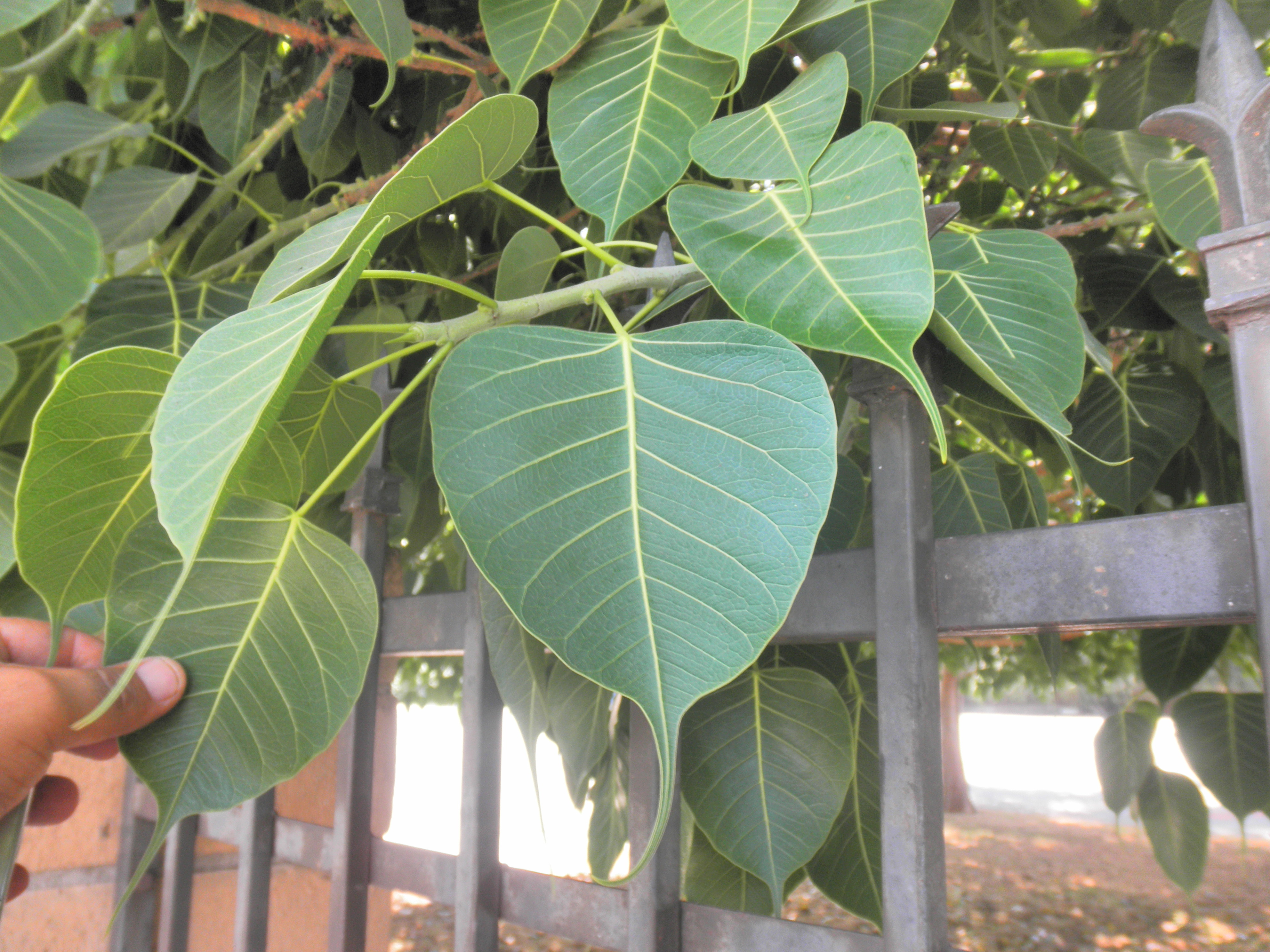 <p>Ficus religiosa - Buddha Tree, Bo-Tree</p>