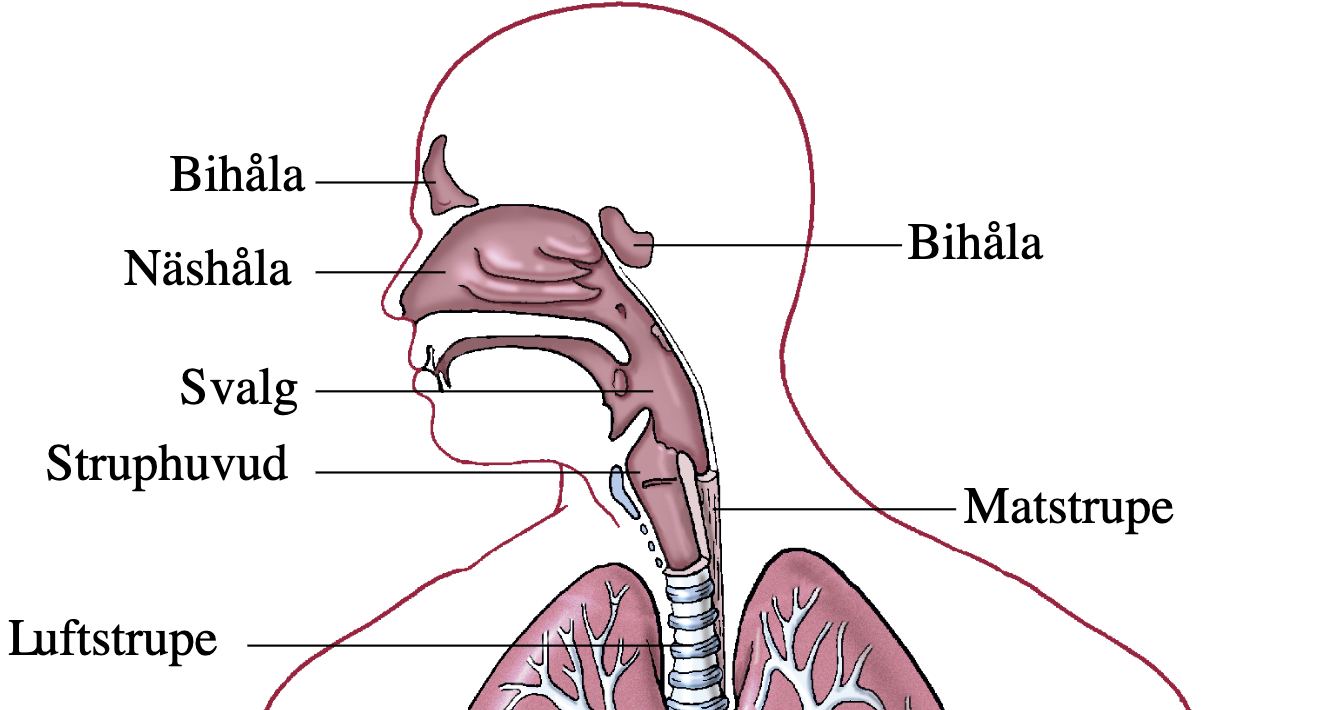 <p>När maten når svalget i <mark data-color="#f0e0ff" style="background-color: rgb(240, 224, 255); color: inherit;">munhålan</mark> sker en sväljreflex. När du sväljer stängs öppningen till luftstrupen (<mark data-color="#f0e0ff" style="background-color: rgb(240, 224, 255); color: inherit;">struplocket</mark>) automatiskt mha en stark stängningsreflex. Tuggan du svalt kramas av de glatta <mark data-color="#f0e0ff" style="background-color: rgb(240, 224, 255); color: inherit;">ringmusklerna</mark> i resten av <mark data-color="#f0e0ff" style="background-color: rgb(240, 224, 255); color: inherit;">matstrupen</mark> (kontrolleras ej av viljan) nedåt mot <mark data-color="#f0e0ff" style="background-color: rgb(240, 224, 255); color: inherit;">magsäcken</mark> mha <mark data-color="#f0e0ff" style="background-color: rgb(240, 224, 255); color: inherit;">peristaltiska</mark> (rytmiska) rörelser. De drar ihop sig bakom maten och slappnar av framför vilket skapar en vågrörelse som för maten nedåt i <mark data-color="#f0e0ff" style="background-color: rgb(240, 224, 255); color: inherit;">matstrupen</mark>. </p>