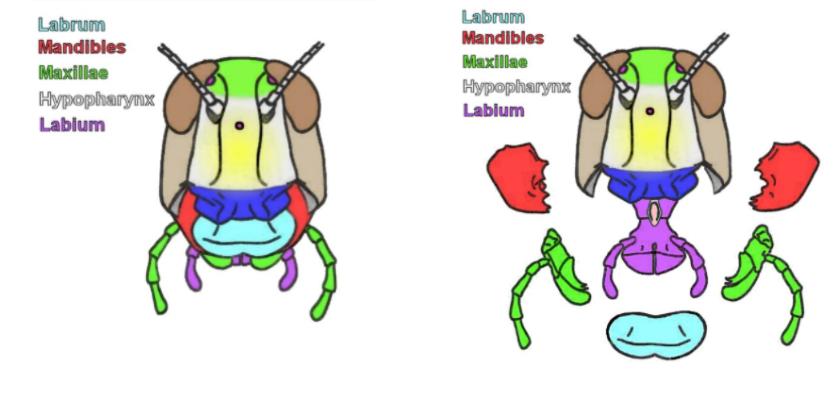 <p><span style="background-color: transparent; font-family: "Comic Sans MS", sans-serif;"><strong><em>&nbsp;&nbsp;&nbsp;&nbsp;&nbsp;The stiff <u>labrum (upper lip)</u> and <u>labium</u> (lower lips) hold a leaf in place while the <u>mandibles (jaws) which cut the food,</u> assisted by the <u>maxillas (finger like graspers)</u> which tear off/manipulate pieces of the plant. <u>Note that the labium and maxillae also has palps!</u></em></strong></span></p>