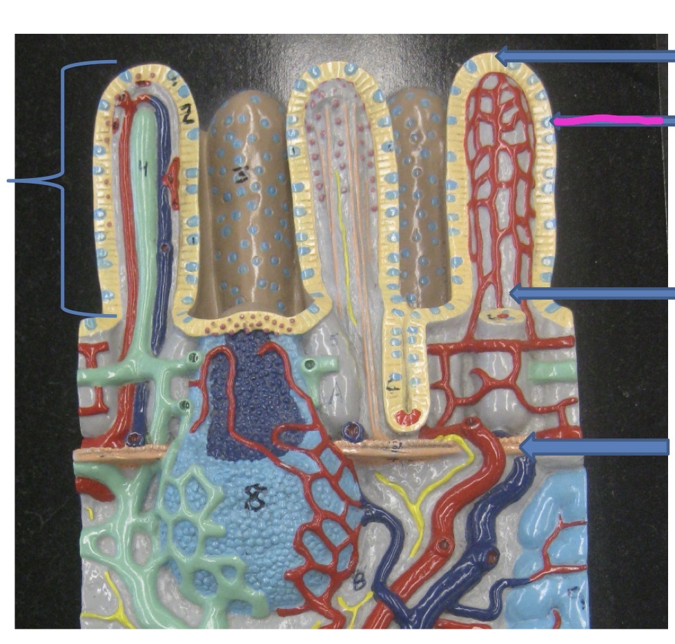 knowt flashcard image