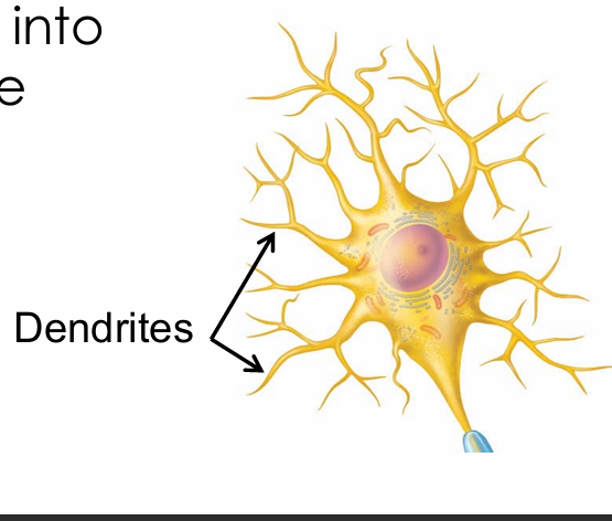 <ul><li><p>Short processes</p></li><li><p>Main receptive/input region of a neuron</p></li></ul><p></p>