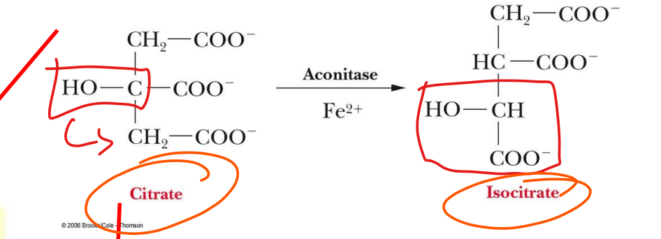 <p>step 2</p><p>reaction carried out by enzyme aconitase</p><p>requires Fe<sup>2+</sup></p><p>OH moved to C-3 of isocitrate</p>