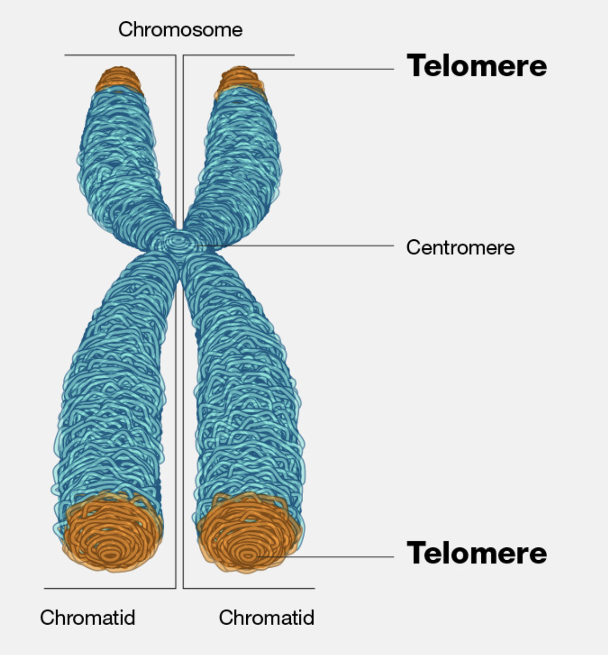 <ul><li><p><span style="background-color: transparent;"><strong>Telomeres:</strong> repetitive DNA at chromosome ends that protect them.</span></p></li><li><p><span style="background-color: transparent;"><strong>Telomerase:</strong> enzyme that extends telomeres.</span></p></li></ul><p></p>