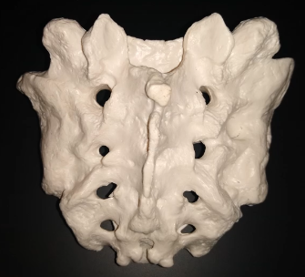 <p>What is this side called?</p>