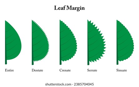 <p><span>plant leaf edge that features shallow, rounded, or blunt teeth, creating a scalloped appearance</span></p>