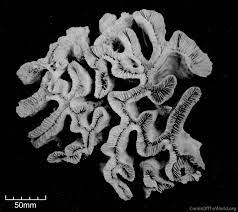 <p>Corallite Structure</p>
