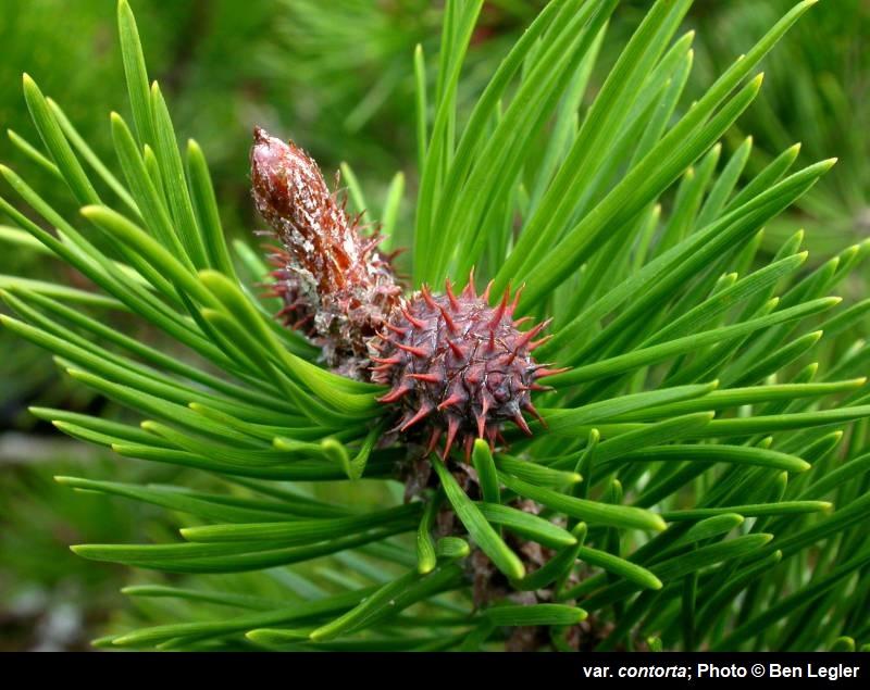 <p>Latin Name: Pinus contorta<br></p>