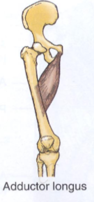 <p>origin: inferior ramus of pubis</p><p>insertion: linea aspera of femur</p>