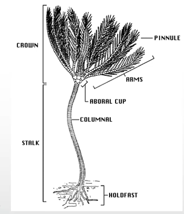 <p>Feather Stars</p><p>Crinoids are suspension feeders.</p><p>Stalk and Crown body structure.</p><p>live around 200m.</p>