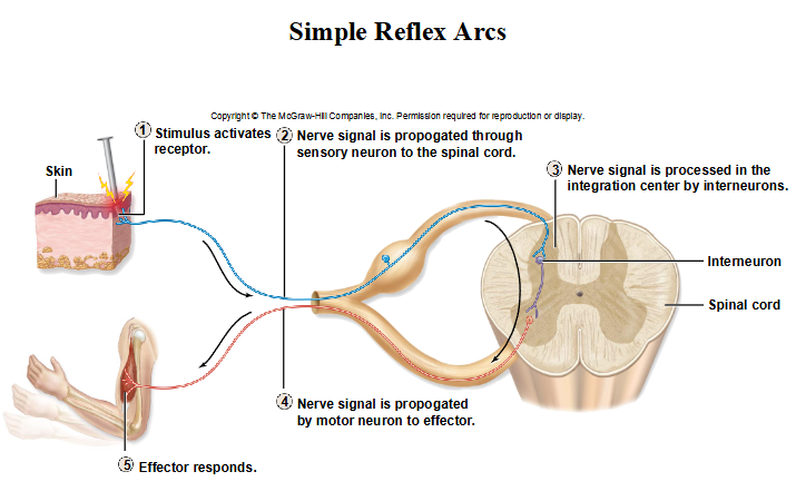 afferent stimulus goes through posterior side of spinal cord